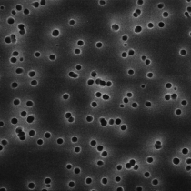 美国Millipore HTBP04700亲水亿百体育酸酯47mm黑色光面0.4um表面滤膜